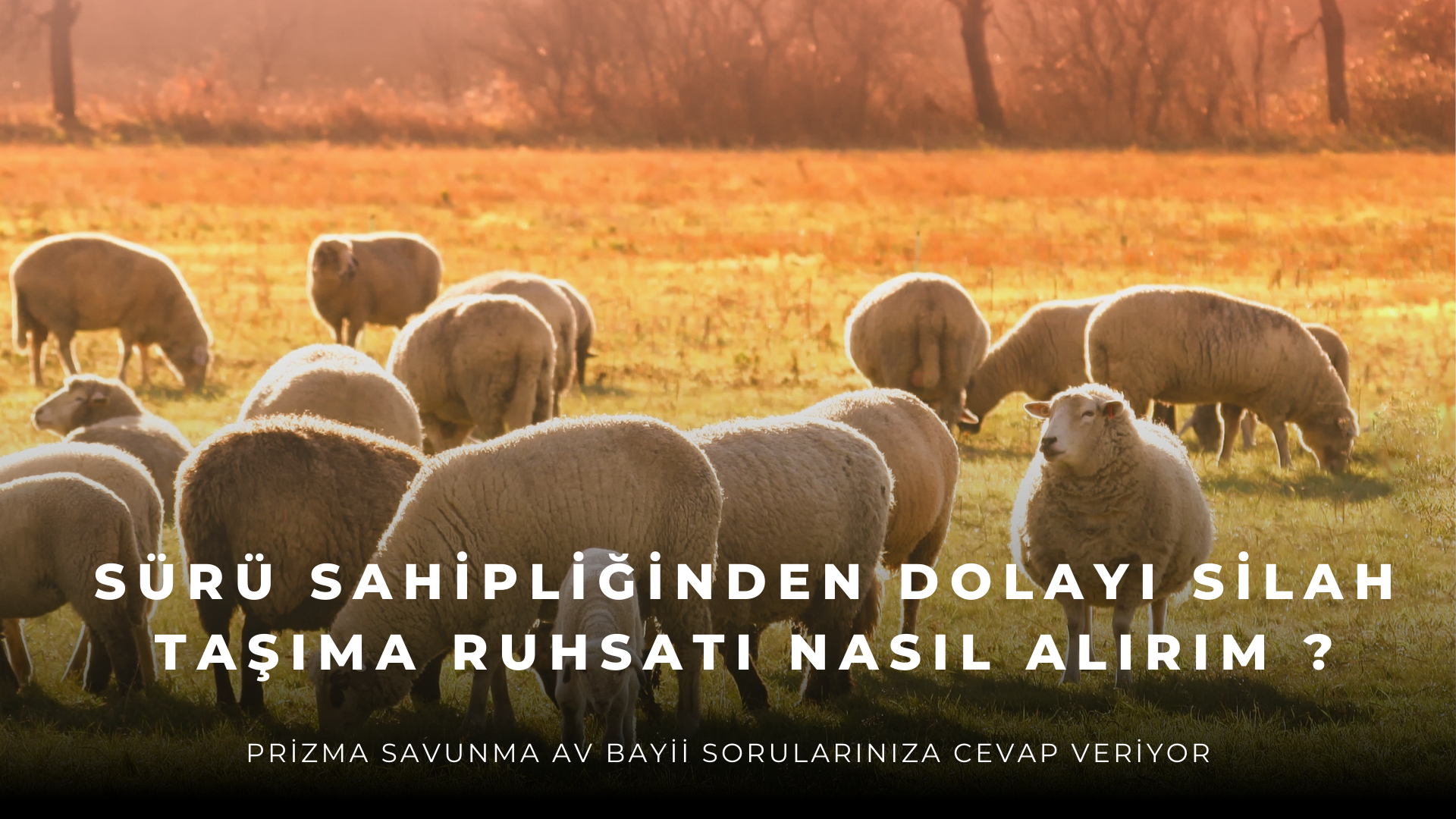 Sürü Sahipliğinden Dolayı Silah Taşıma Ruhsatı Nasıl Alırım